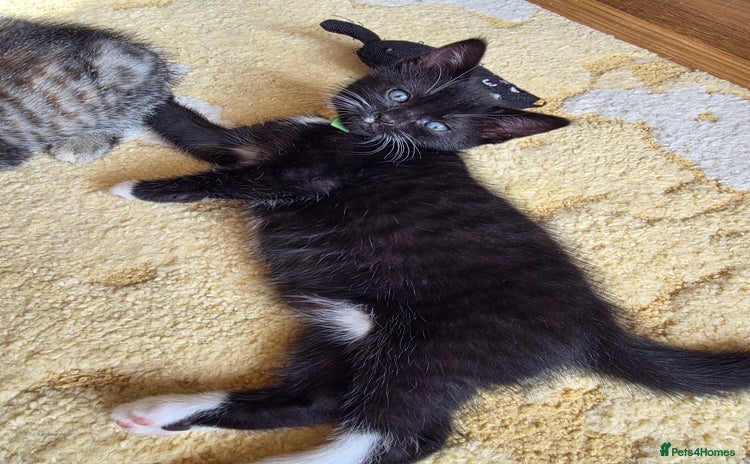 Domestic Shorthair cats - Advert 7