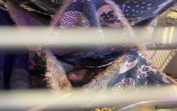 Rat rodents for sale: Rats  - Image 3