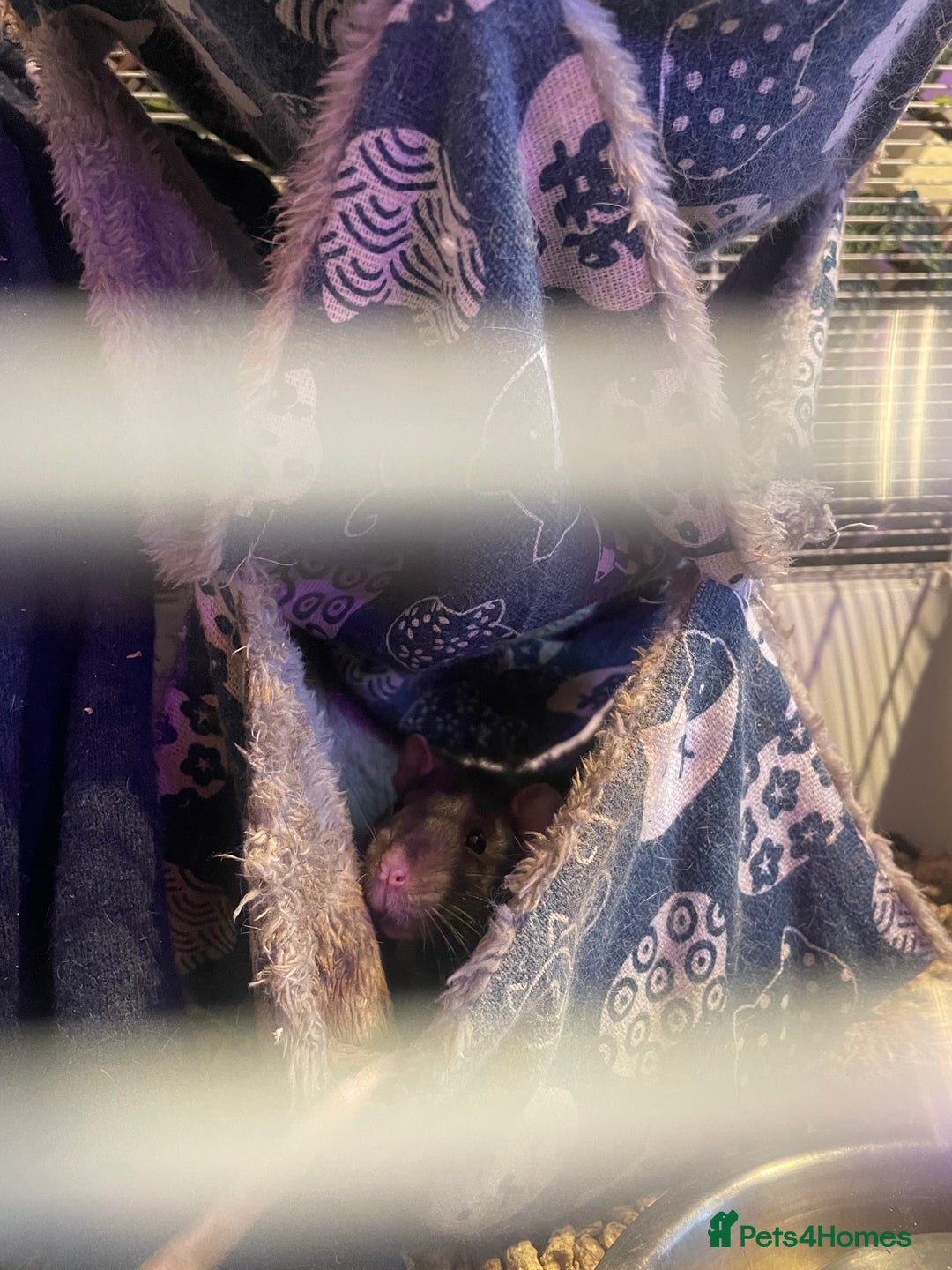 Rat rodents for sale: Rats  - Image 3