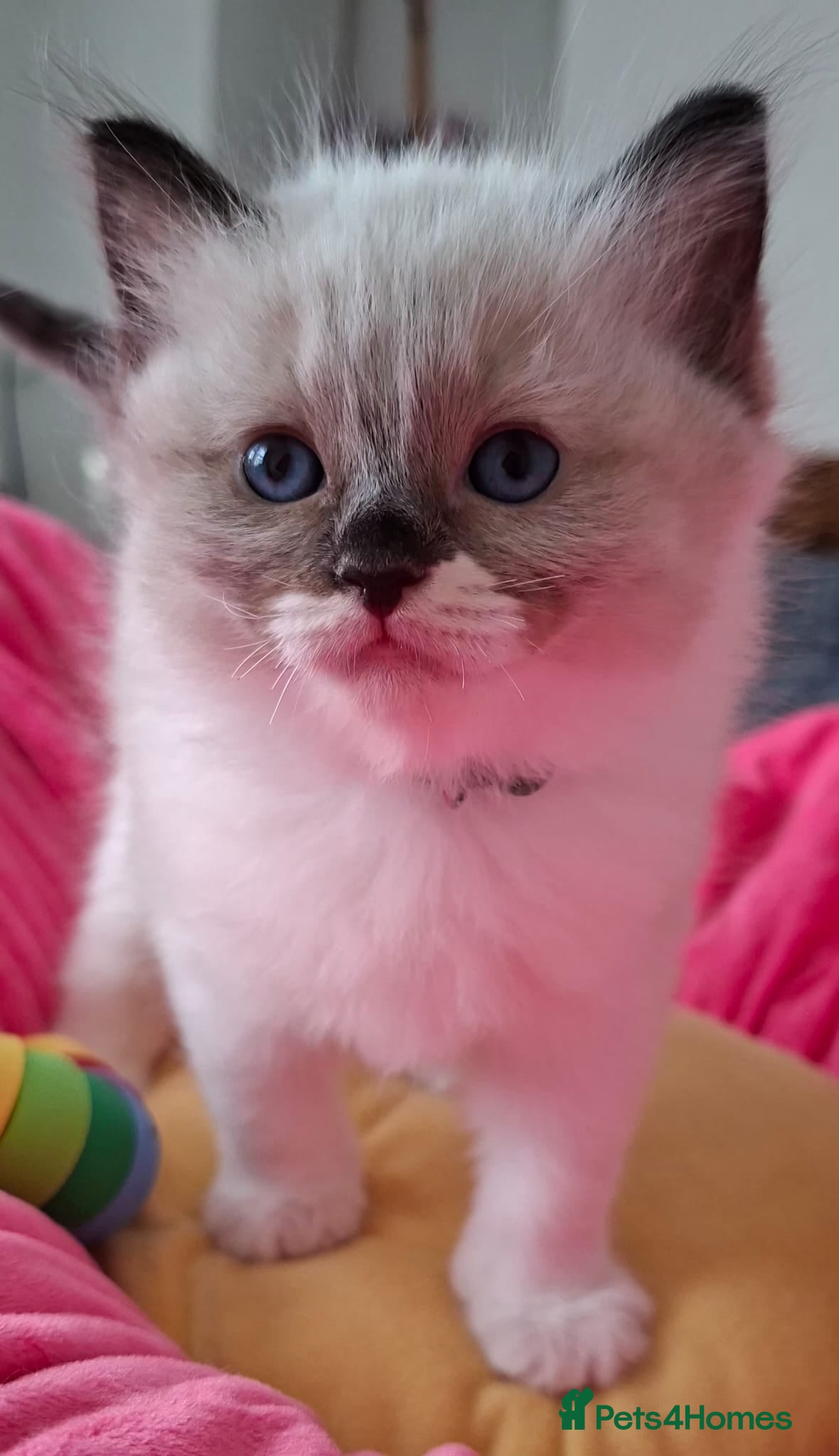Ragdoll cats 🐈💙Stunning GCCF registered Ragdoll kittens 🐱 💙 - Advert 1