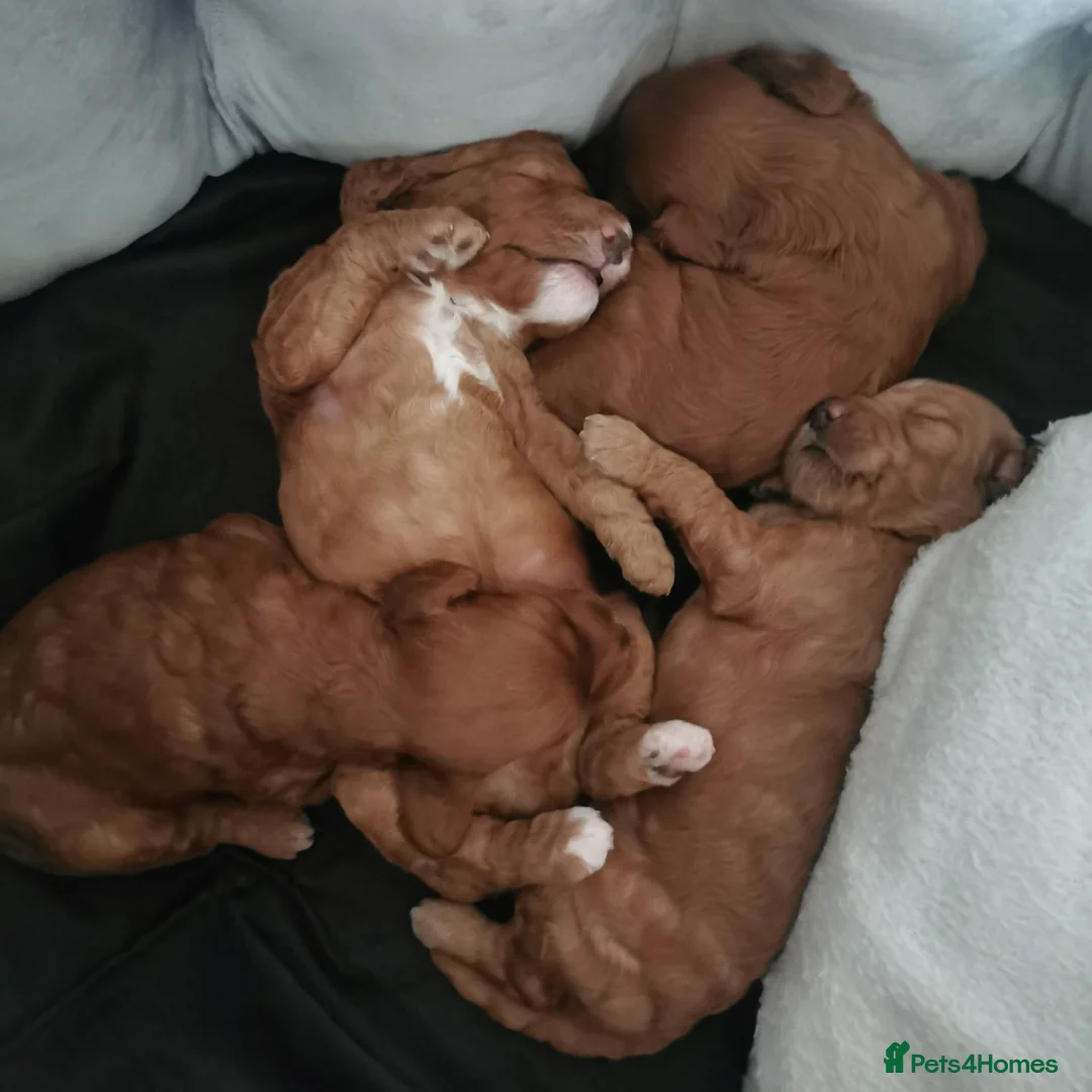 Miniature Poodle dogs for stud: Teddy KC Registered/Health tested Toy Stud in Wigan - Advert 29