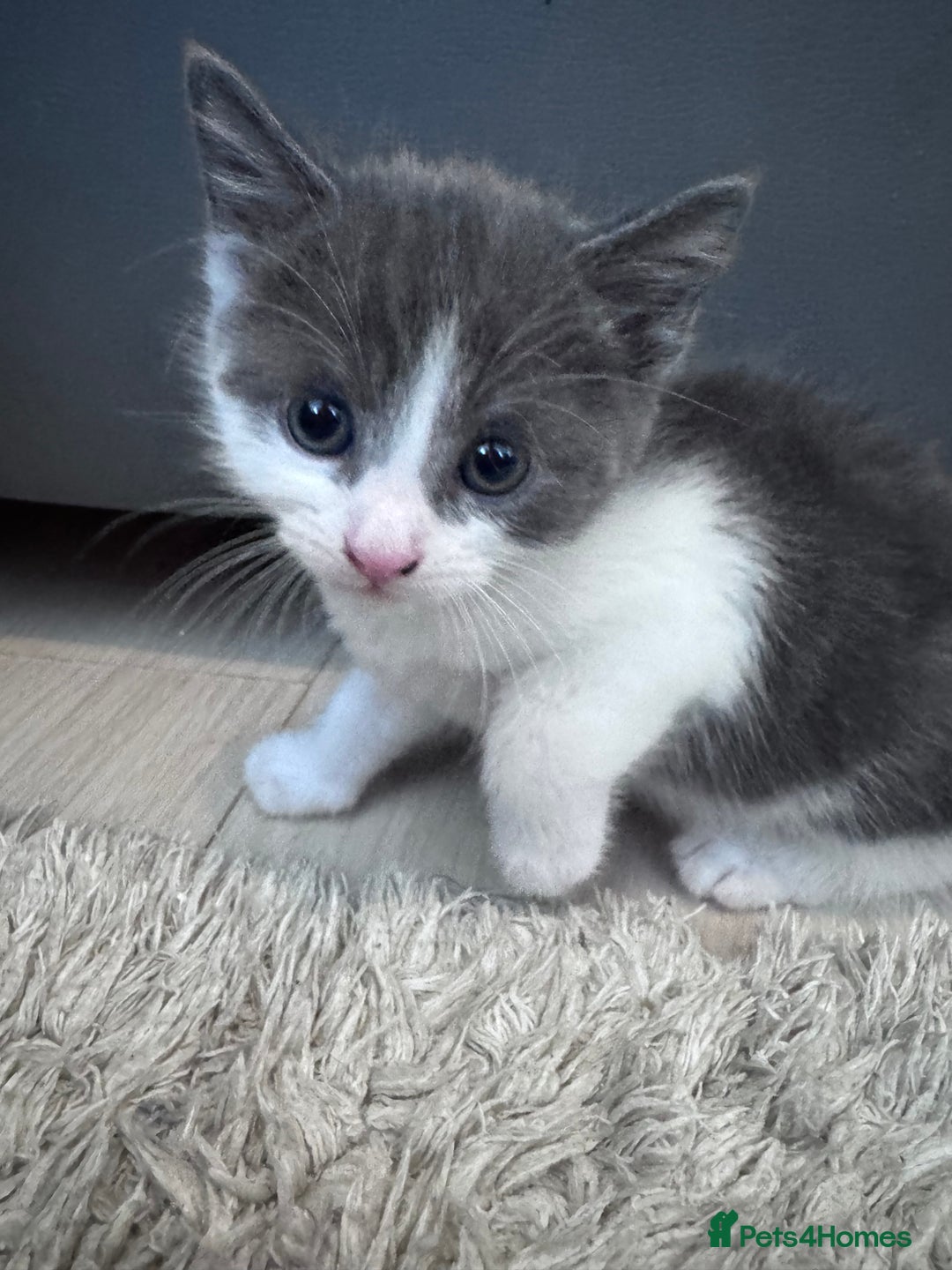 Mixed Breed cats for sale: Beautiful kittens looking new home 🐱🧡 - Advert 23