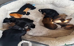 Miniature Dachshund dogs for sale: Miniature dachshunds - Image 11