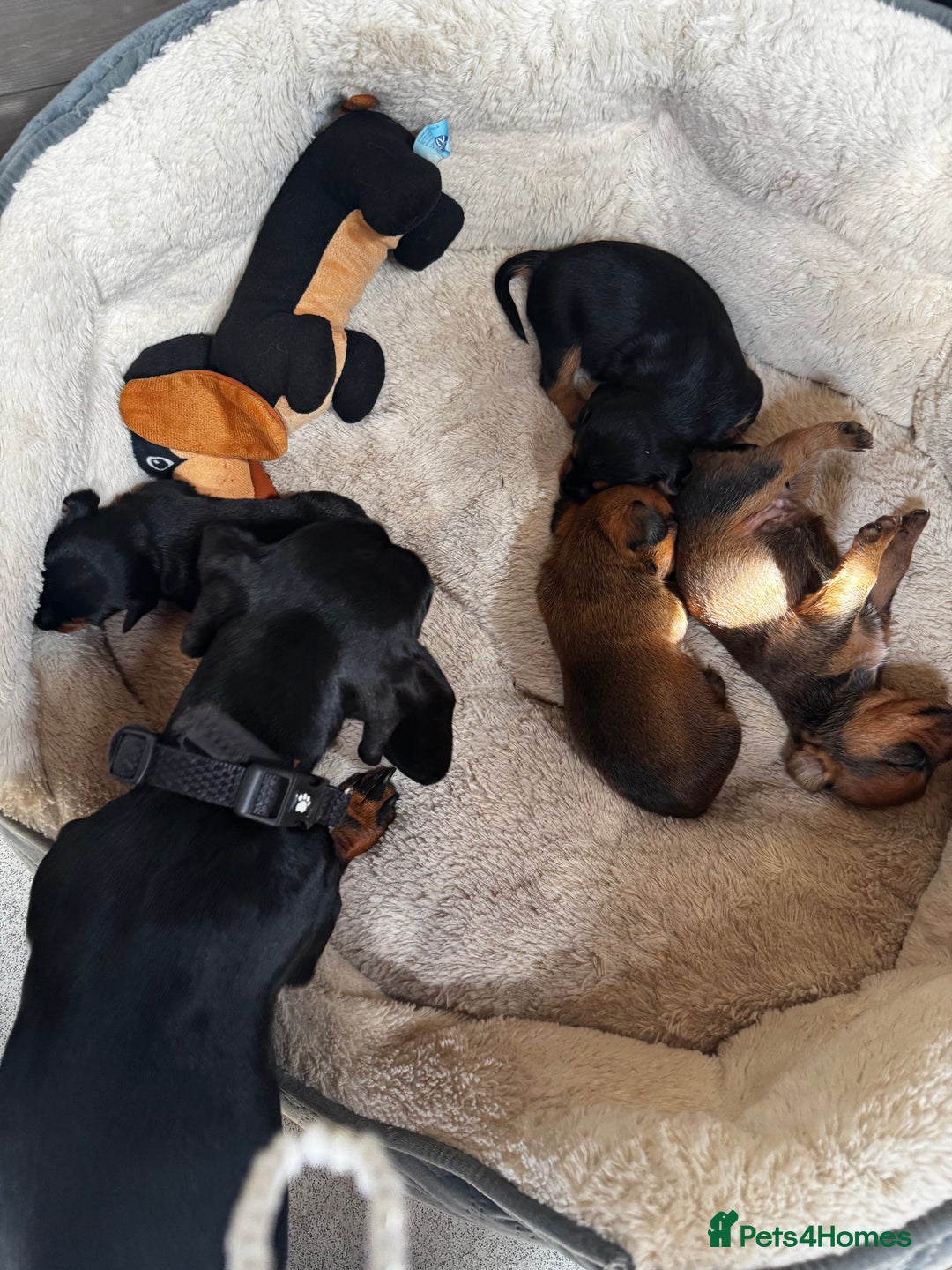 Miniature Dachshund dogs for sale: Miniature dachshunds - Image 11