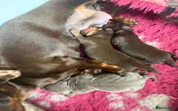 Miniature Dachshund dogs for sale: 3 miniature dachshund  - Image 4