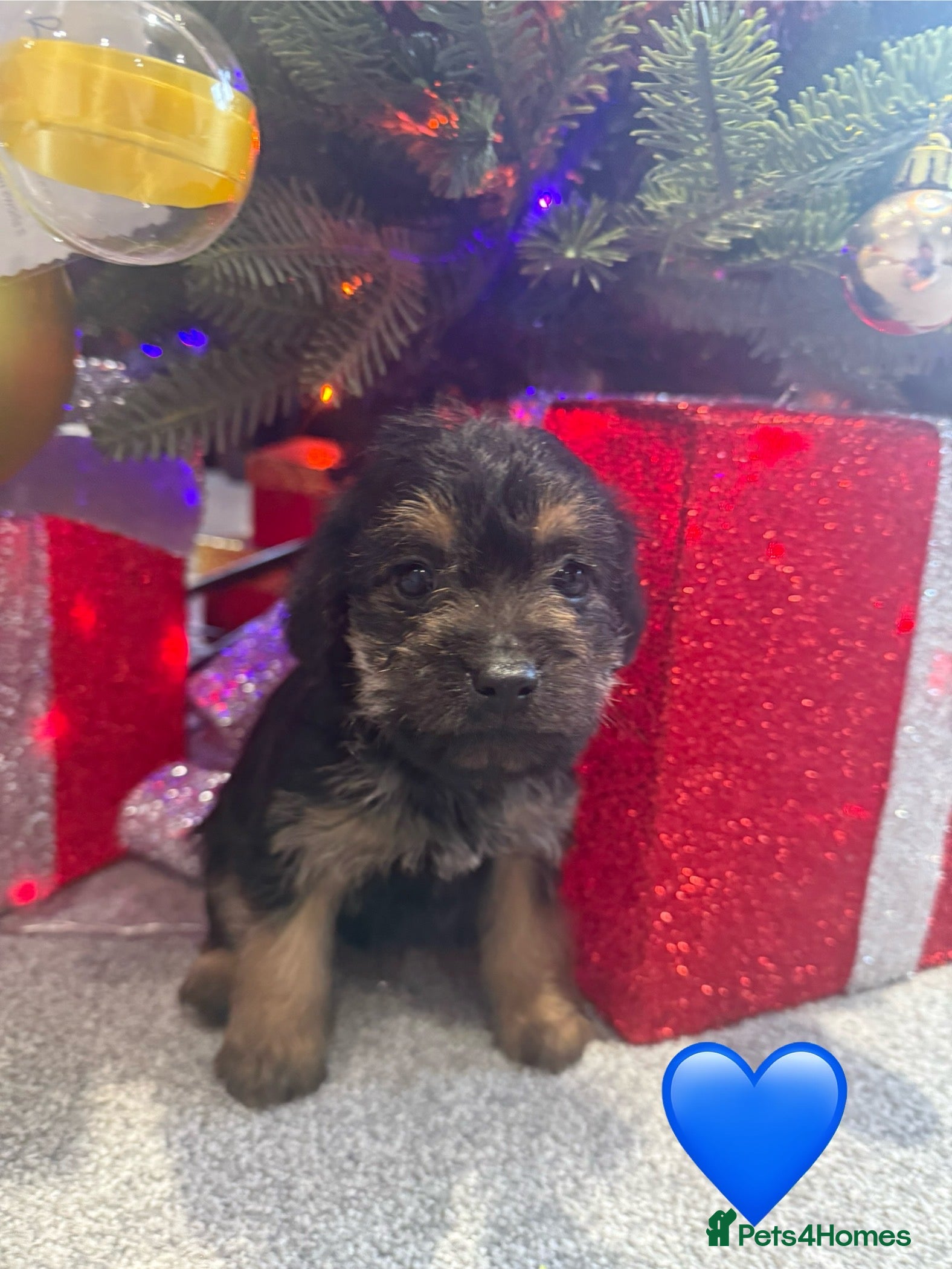 Mixed Breed dogs Unique Border Terrier X Mini Poodle Puppies! - Advert 4