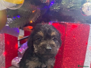 Mixed Breed dogs Unique Border Terrier X Mini Poodle Puppies! - Advert 4