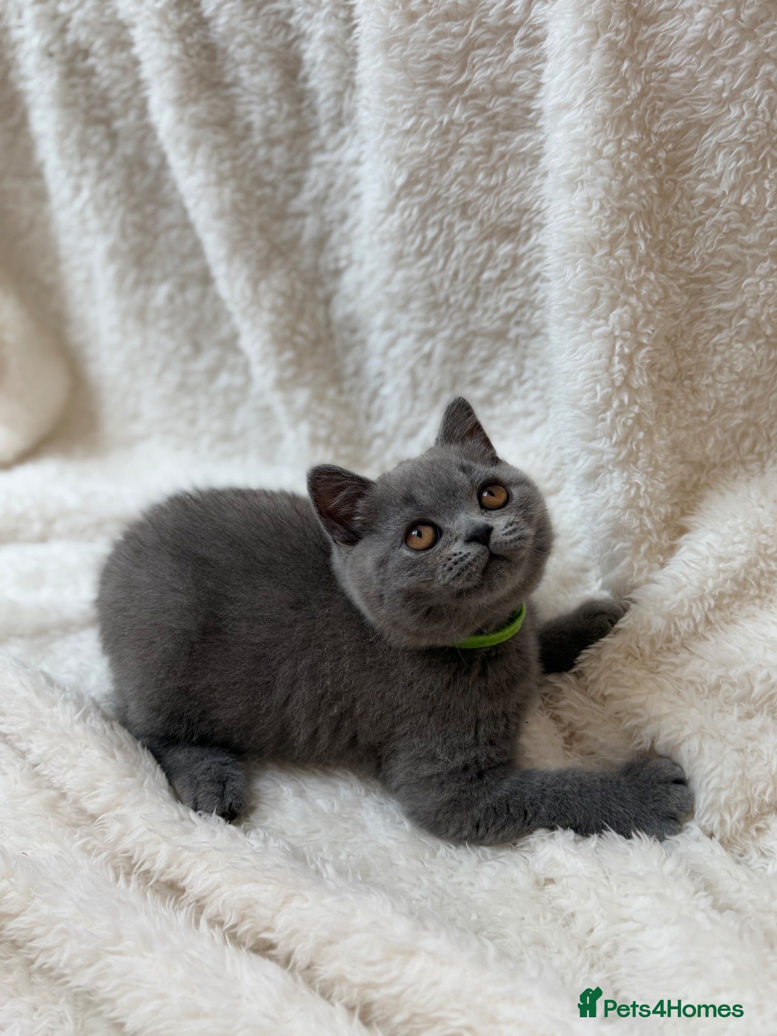 British Shorthair cats 5 Beautiful Lilac & Blue British Shorthair Kittens - Advert 2