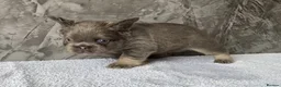 French Bulldog dogs for sale: FRENCH BULLDOGS - FLUFFY - Advert 8