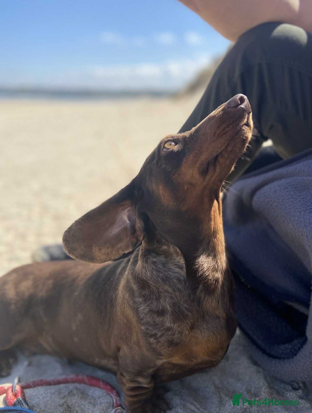 Miniature Dachshund dogs for sale: outdoorsy and loving Suzie in need of new home! - Image 3