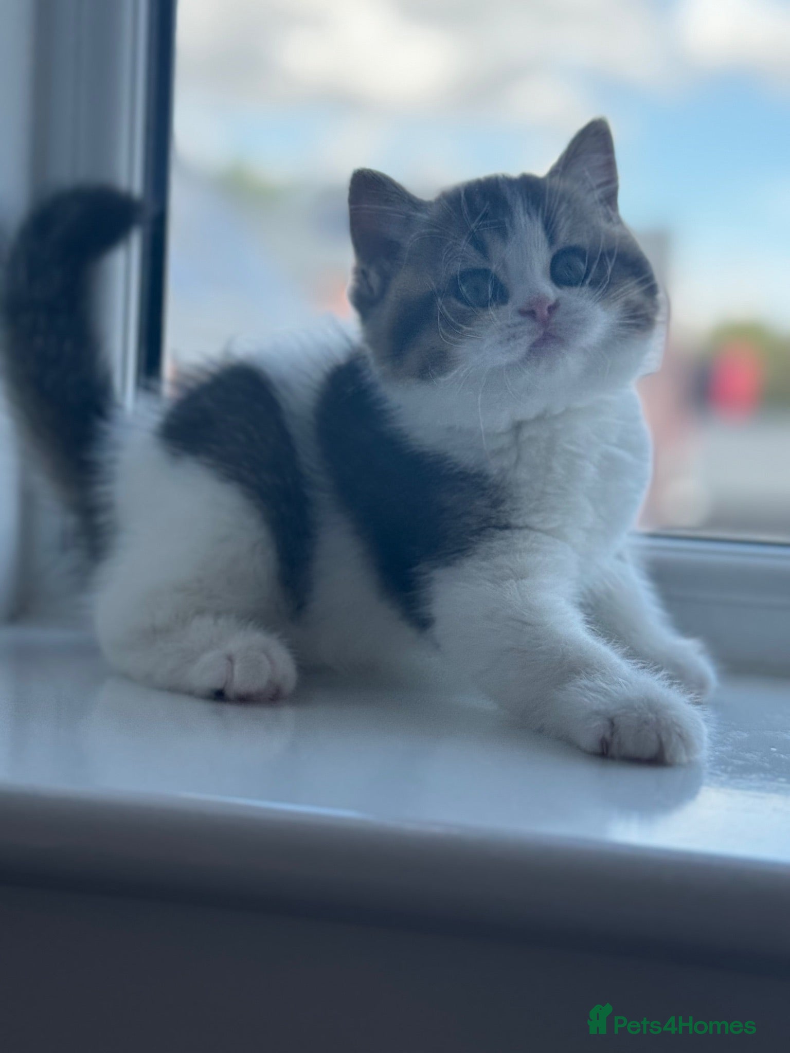 British Shorthair cats Beautiful Tica reg tabby bi colour boy left  - Advert 2