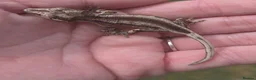 Gecko reptiles for sale: Crested & leopard gecko babies - Advert 12