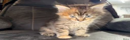 Maine Coon cats for sale: Stunning Maine Coon X Kittens Needing New Homes! - Advert 30