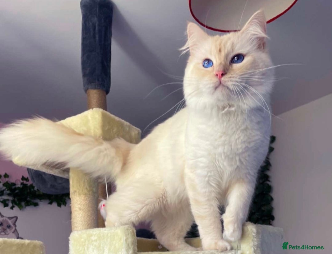 Ragdoll cats for stud: Flame point Ragdoll STUD GCCF & TICA in Pontypridd - Image 1