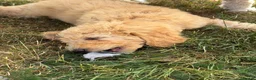Mini Goldendoodle dogs for sale: Ready to leave Mini Goldendoodles - Advert 6