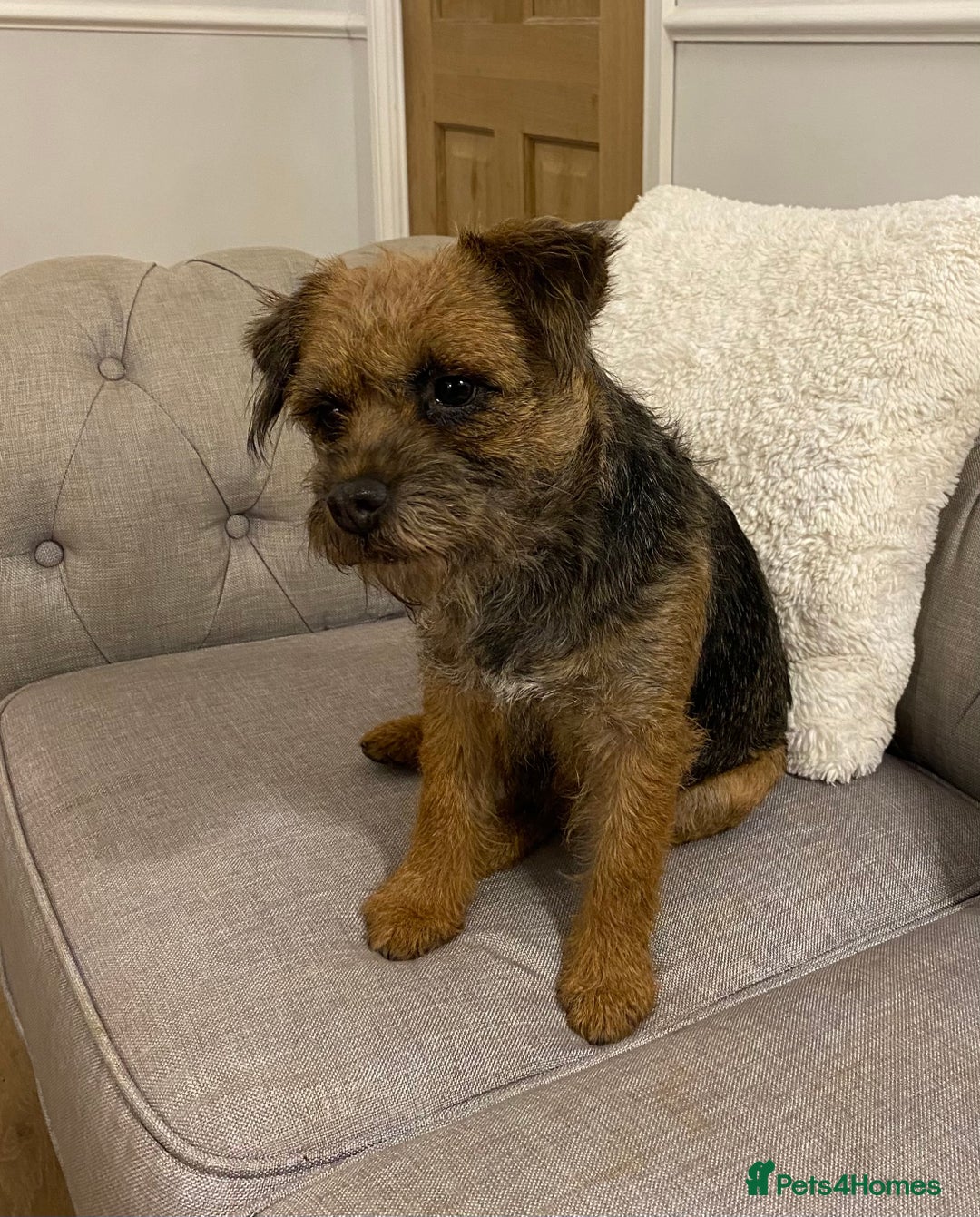 Border Terrier dogs for sale: Female adult border terrier - Advert 4