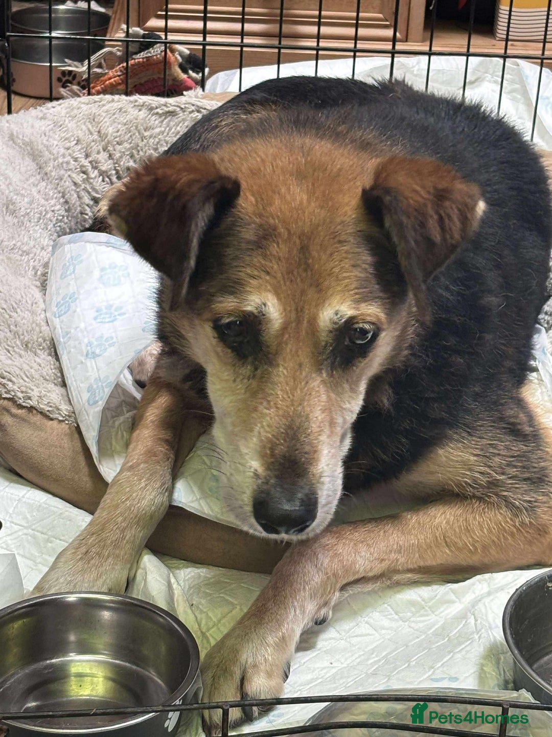 Mixed Breed dogs for adoption: 🐾A special home wanted for Rusty🐾 - Image 2