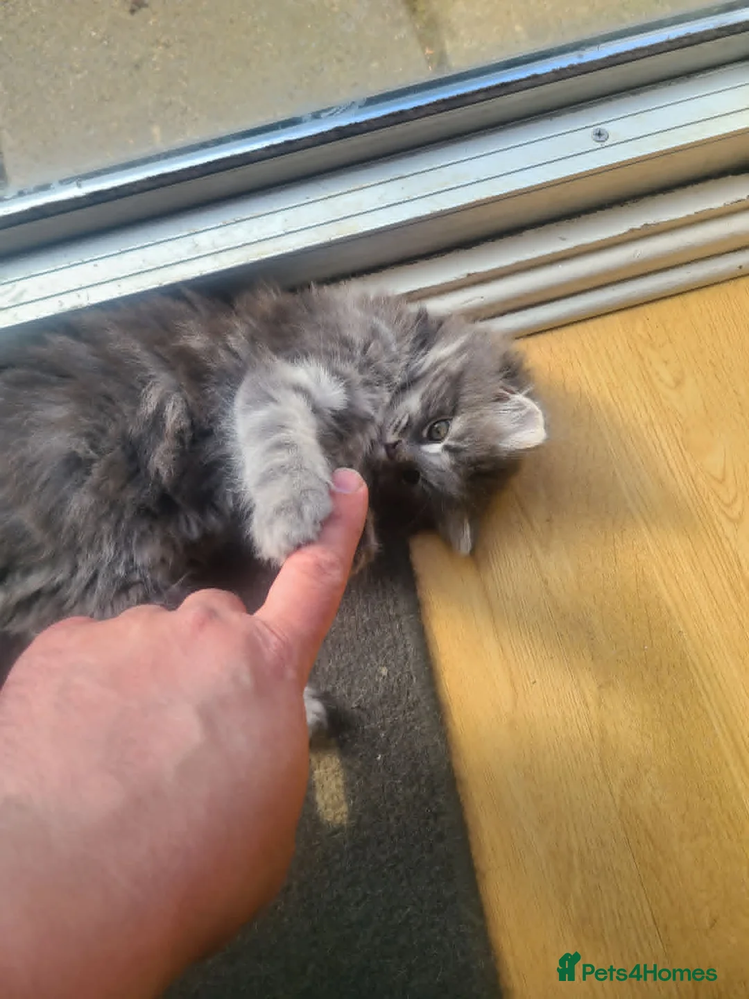 Mixed Breed cats for sale: Super fluffy lovely, looking for new home - Advert 2