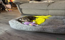 Staffordshire Bull Terrier dogs for sale: 8 week old staffie puppy for re homing  - Image 2