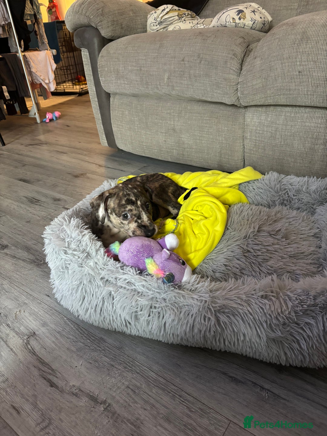 Staffordshire Bull Terrier dogs for sale: 8 week old staffie puppy for re homing  - Image 2