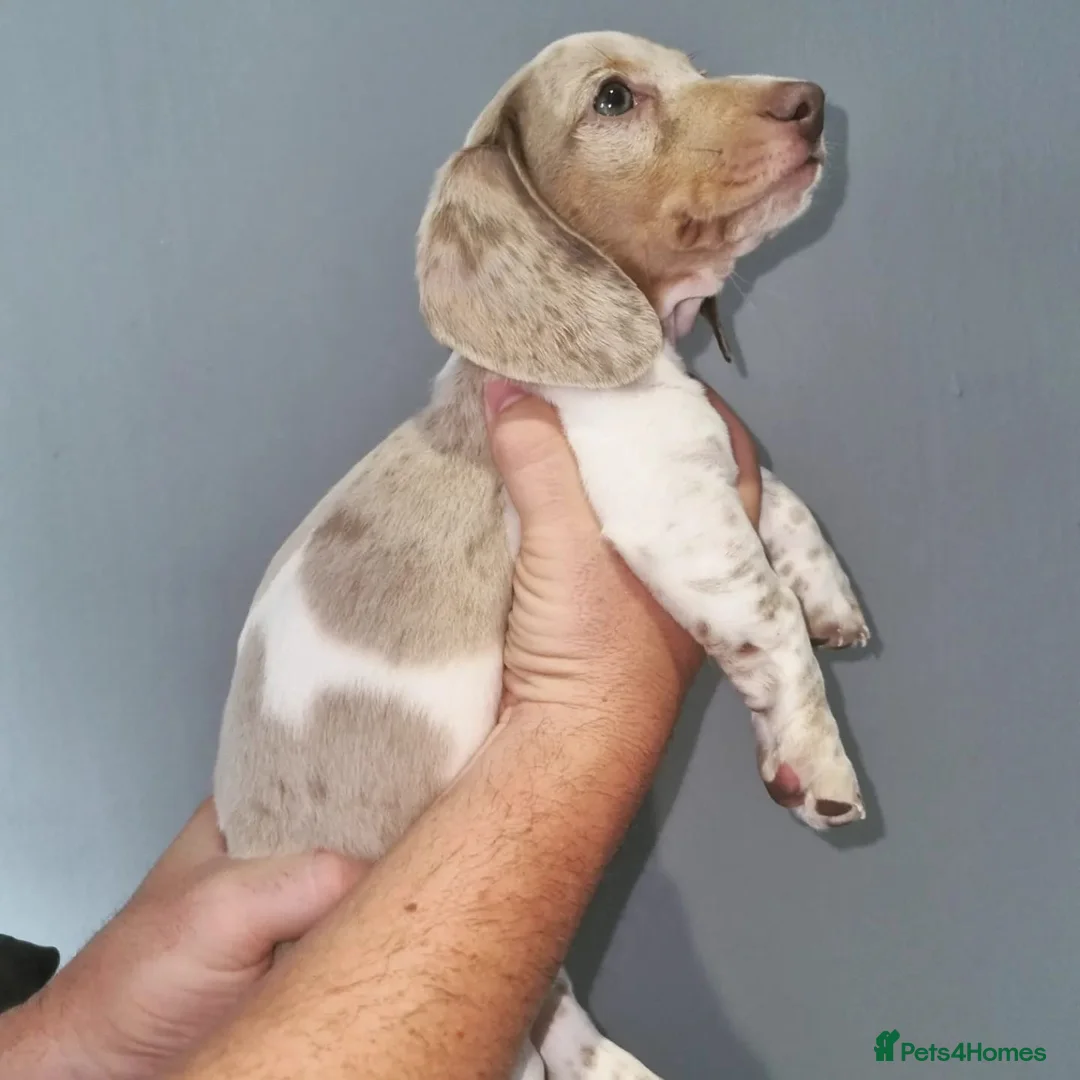 Miniature Dachshund dogs for stud: BLUE DAPPLE PIEBALD STUD CARRYING LONG HAIR CHOCO in Liverpool - Advert 37
