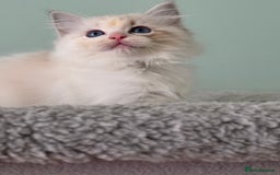 Ragdoll cats for sale: Super Affectionate Ragdoll Kittens Fife Reg - Image 20