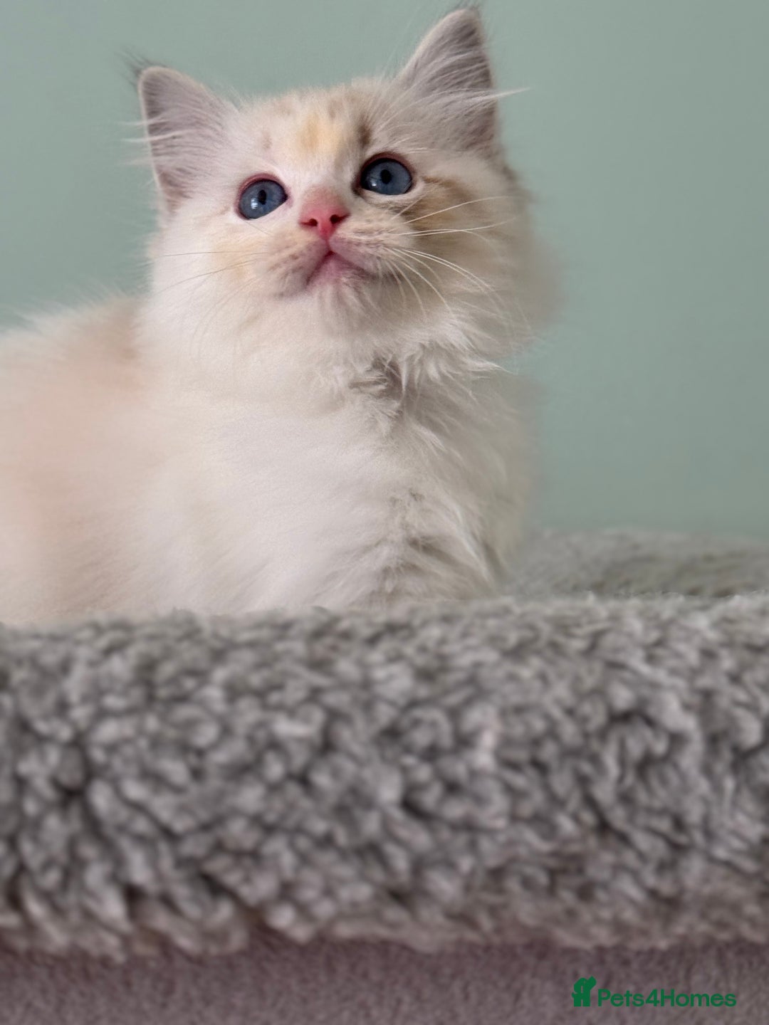 Ragdoll cats for sale: Super Affectionate Ragdoll Kittens Fife Reg - Image 20