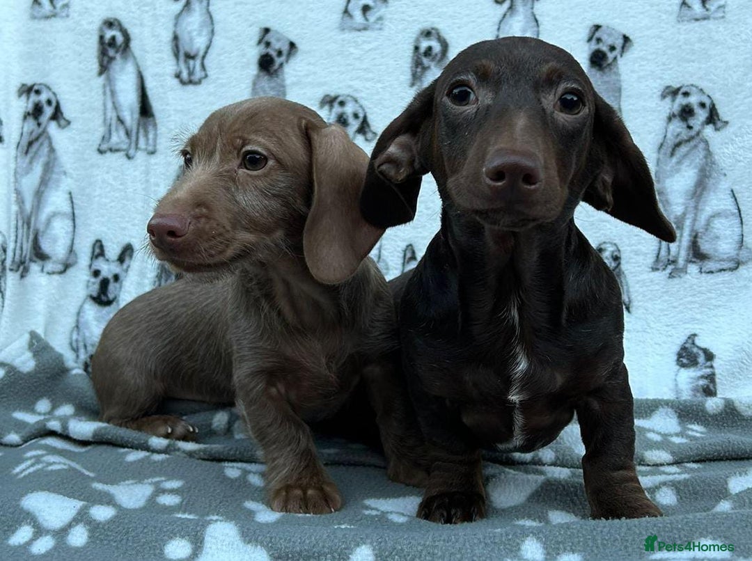 Miniature Dachshund dogs for sale: FULLY VAX LITTER MINIATURE DAXIS PRA CLR KC REG - Advert 4