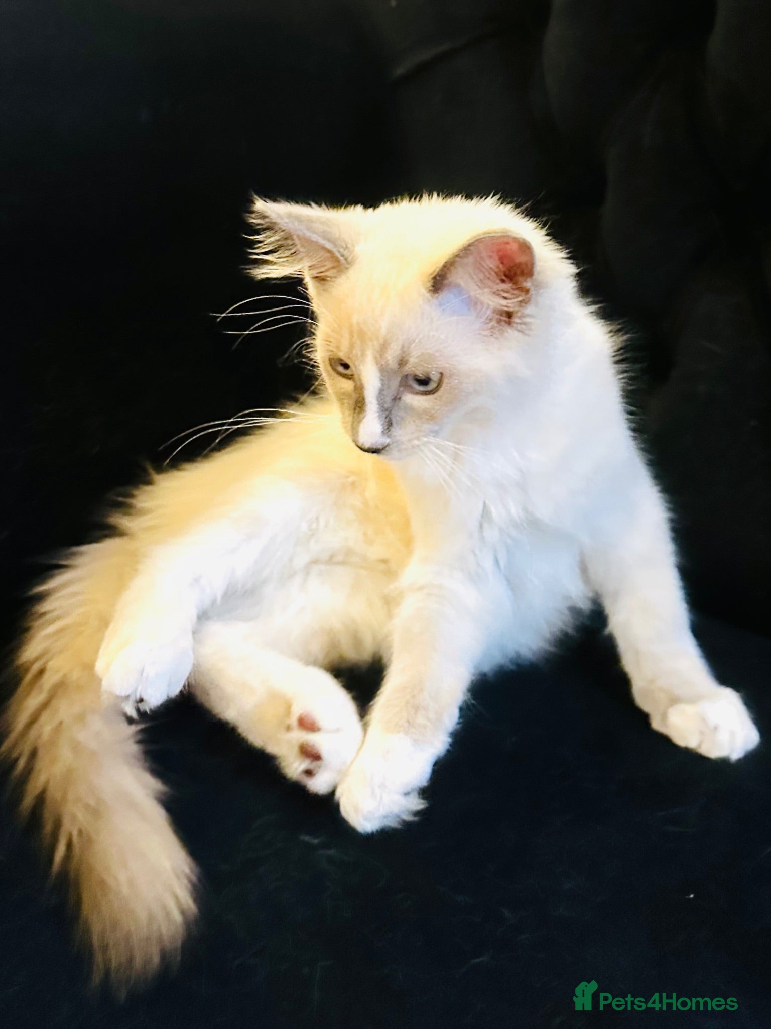 Ragdoll cats GCCF RAGDOLLS  - Advert 2