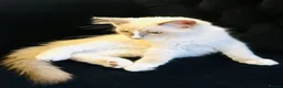 Ragdoll cats for sale: GCCF RAGDOLLS  - Advert 8