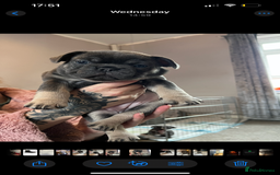 French Bulldog dogs for sale: Beautiful French bulldogs 🐶   - Image 16