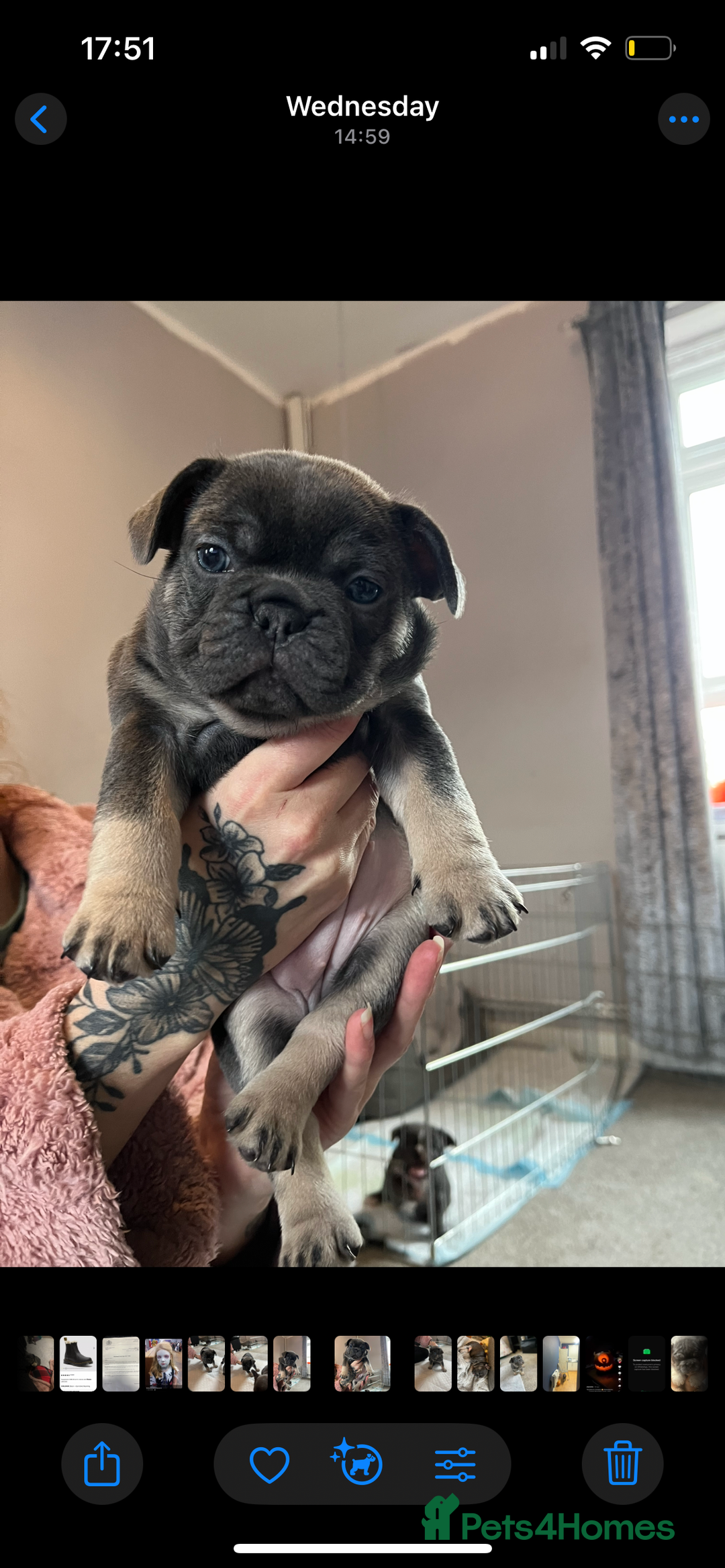 French Bulldog dogs for sale: Beautiful French bulldogs 🐶   - Image 16