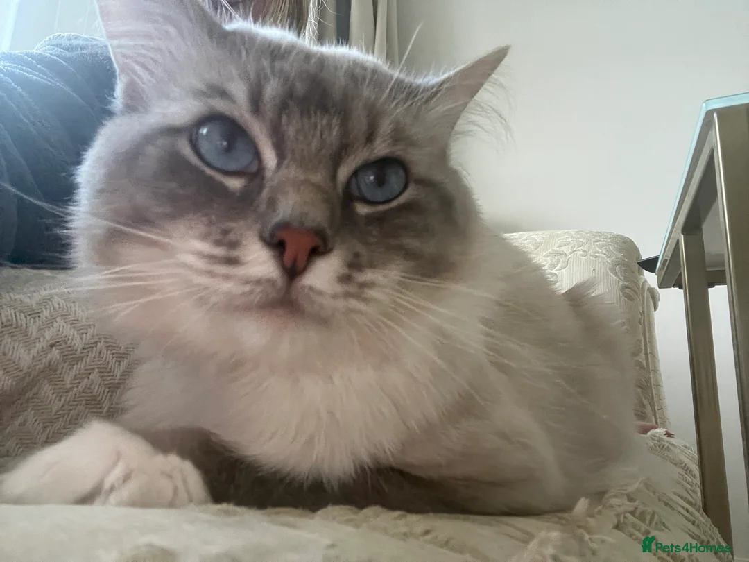 Ragdoll cats for stud: Simba blue mittedlynx ragdoll  - Advert 2