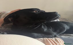 Mixed Breed dogs for sale: 🐾 Dog Looking for a New Home 🏡 - Image 6