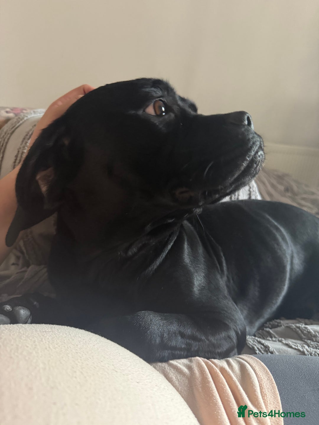 Mixed Breed dogs for sale: 🐾 Dog Looking for a New Home 🏡 - Image 6