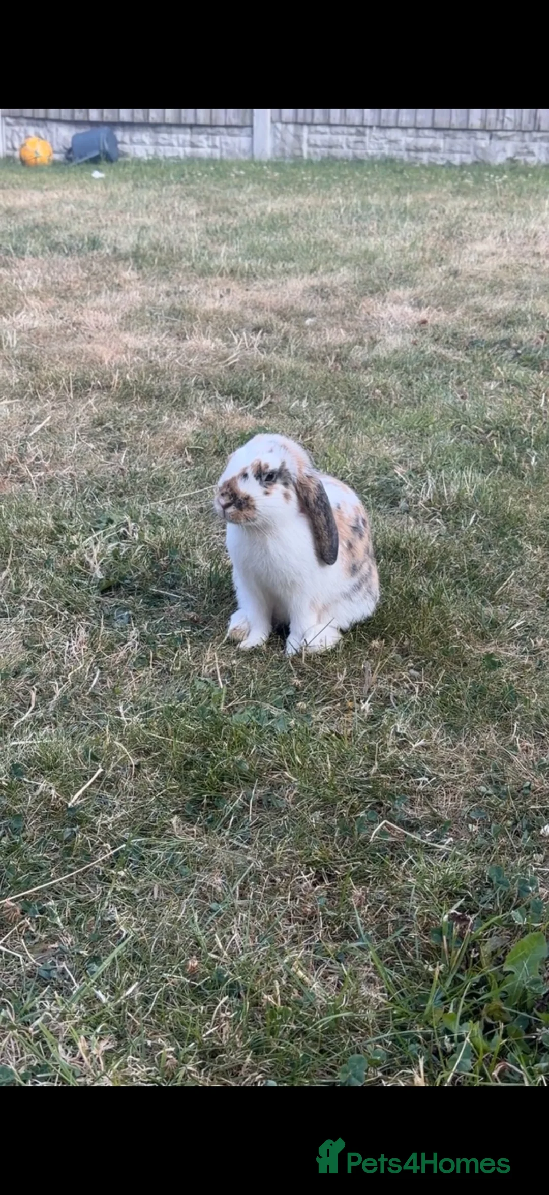 English rabbits for sale: Bunny for sale  in Liverpool - Advert 1
