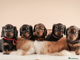 Miniature Dachshund dogs for sale - Advert 1