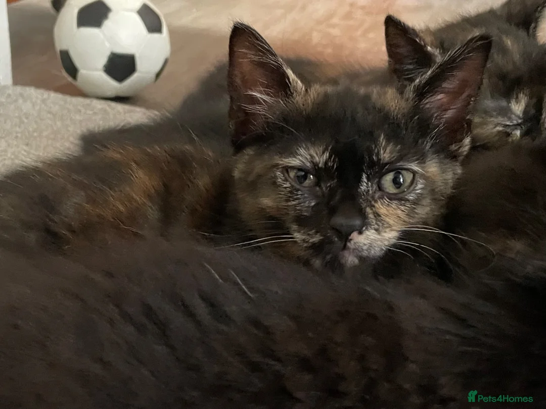 Mixed Breed cats for sale: 2 adorable kittens ❤️ in Great Yarmouth - Advert 2