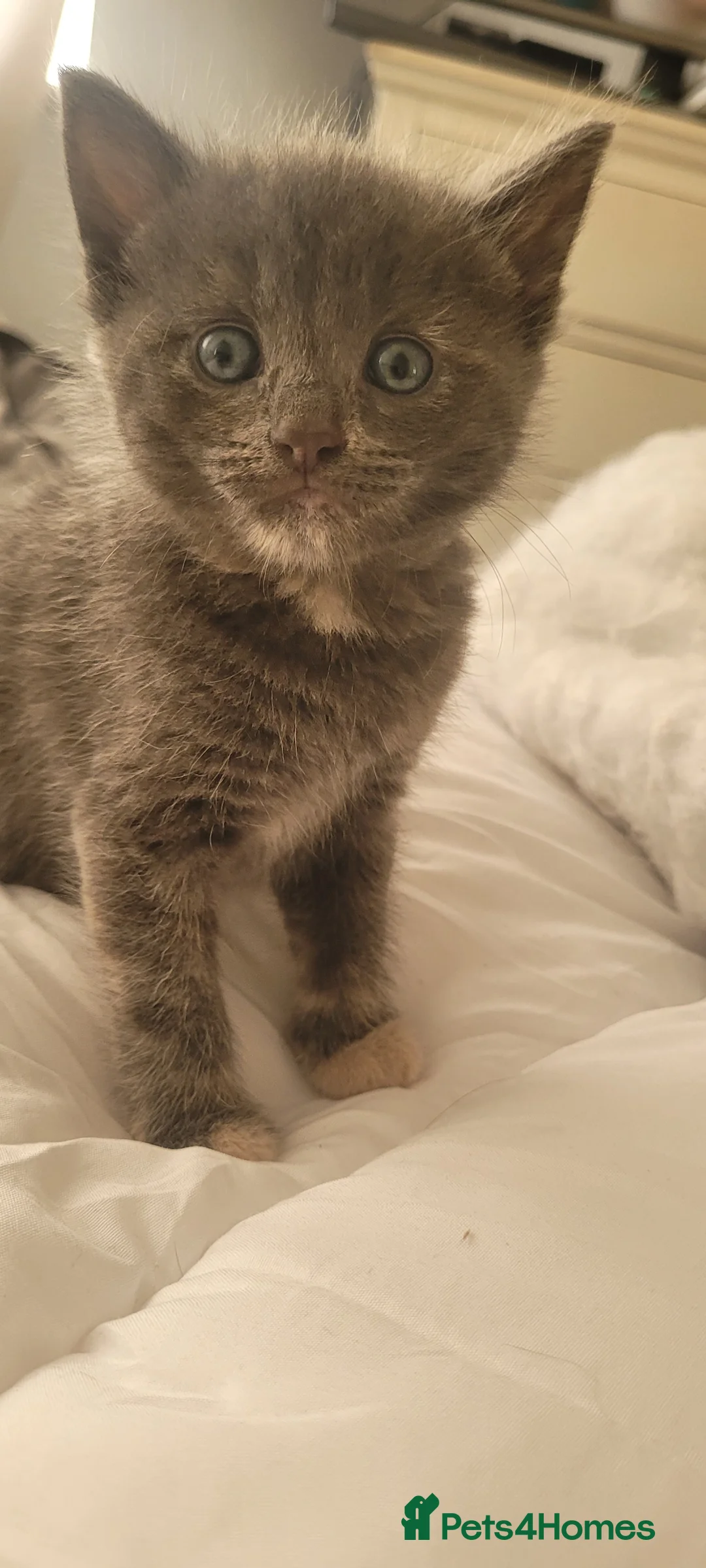 Mixed Breed cats for sale: Kittens mix short hair cross maine coon - Advert 8