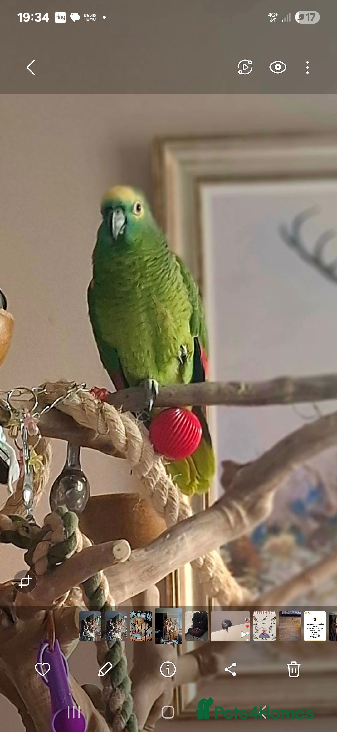 Parrots birds for sale:  amazon parrot  - Advert 1