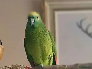 Parrots birds amazon parrot - Advert 16