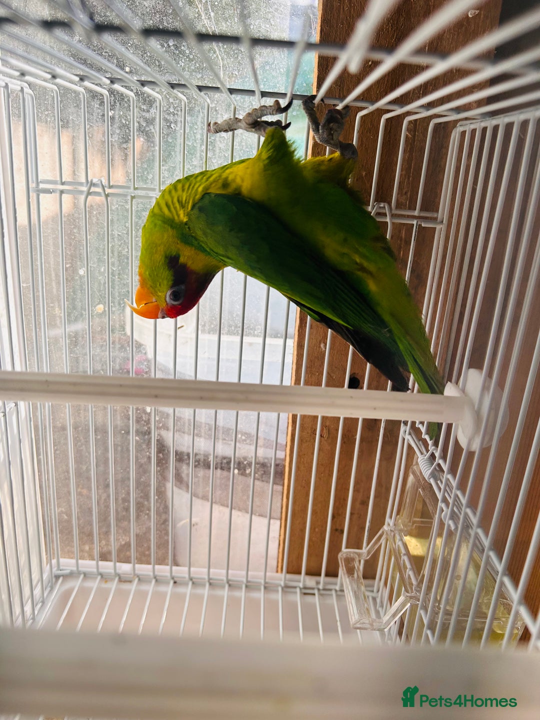 Lorikeets birds for sale: PROVEN pair iris lorikeet RARE!! - Image 11
