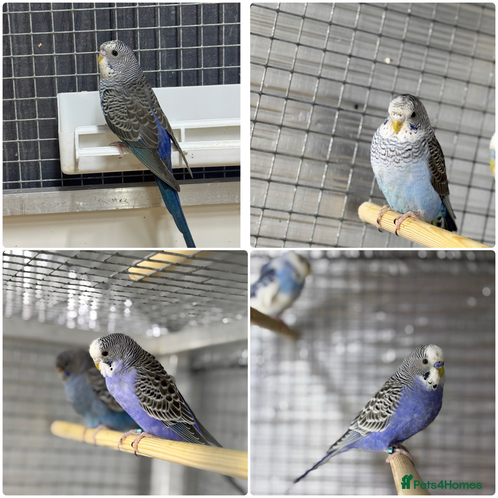 Budgerigars birds for sale: Beautiful budgies mutation job lot  - Advert 1