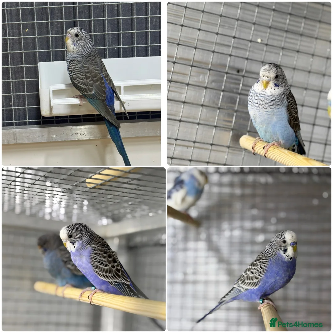 Budgerigars birds for sale: Beautiful budgies mutation job lot  - Advert 1