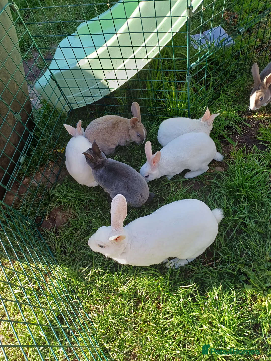 Rex rabbits for sale: Last remaining beautiful blue eyed mini rex - Advert 2
