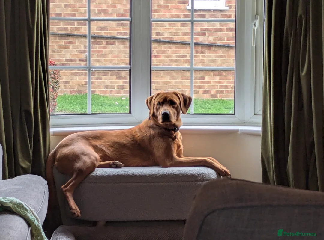 Labrador Retriever dogs for sale: AGLABS Pennyroyal tea x AGLABS In your honour - Advert 11