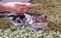 Mixed Breed cats for sale: Kittens - Image 15