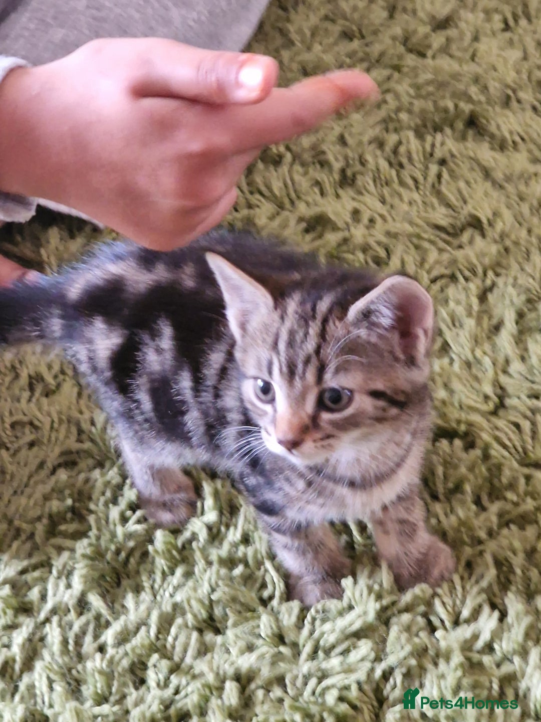 Mixed Breed cats for sale: Kittens - Image 15