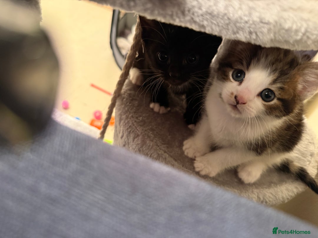 Mixed Breed cats for sale: 4 Lovely Kittens - Advert 6