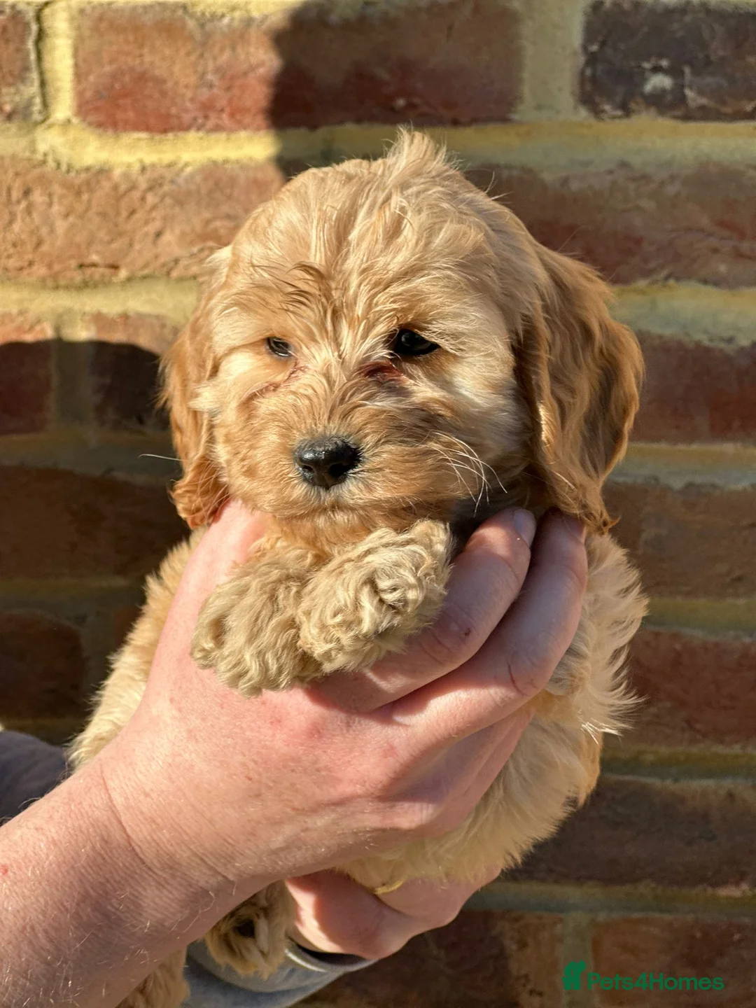 Cocker Spaniel dogs for sale: Cockapoo Puppies DNA Health Tested Clear - Advert 1